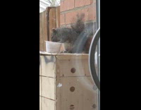 Fat squirrel throws food onto its back 