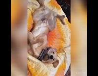 Brown dog sleeps back orange blanket bandana 