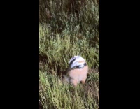 Pomeranian dog on grass with hat and shades