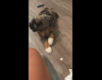 Australian shepherd puppy dog growls spring doorstop