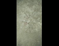 Two lizards fight bite on the ground