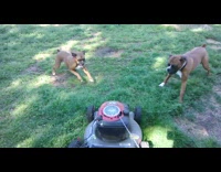Boxers barking and biting lawn mower