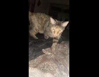 Cat covers butt with tail when it sees girl filming 