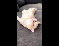 Collab PLC - Cat lays down comfortable on the couch 