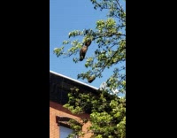 Giant beehive with swarming bees on a tree branch waving around