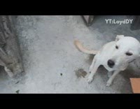 White dog chain leash gets scolded plant 