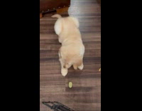 Puppy bite and taste slice of lemon