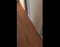 Black labrador dog barks at stuffed lion