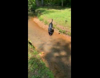 Dog collecting rocks from creek 
