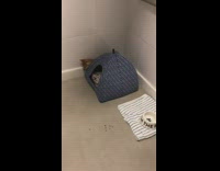 Brown shiba puppy runs in blue hut