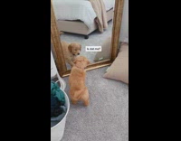 Collab Pets For All - Golden retriever puppy dog mirror reflection bedroom 