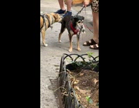 Medium sized dog red collar with mouse in mouth 