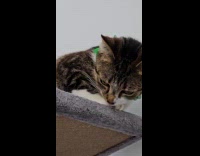 Collab PLC - Cat on tower amused with own tail