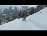 Music Beagle Runs Along Sled On Snow Covered Road