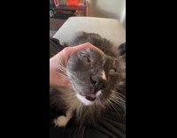 Gray cat makes funny face when touched