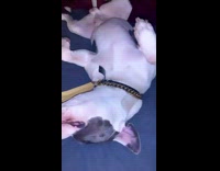 dog on belly jump scared by girl 