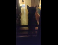 Person inside sauna film cat wipe glass