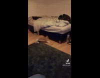 Orange kitten runs around plays in sink 