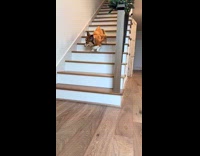 Collab dogIG_default - Dog in costume hops down the stairs