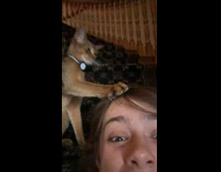 Lady Giggles Nervously as Cat Grasp her Head