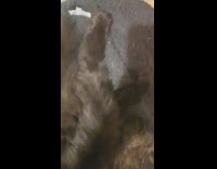 Cat tired from playing lays on bed