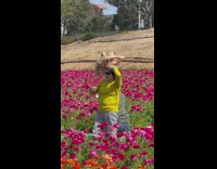 Woman yellow backless dress field of flowers