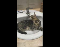 Cat lay in sink with running water