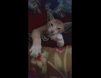 Cat relaxes and hides underneath a blanket