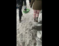 Guy pulls small dog on green sled 