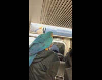 Man with blue parrot on shoulder on subway train