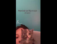 Small kitten looks angry with girl 