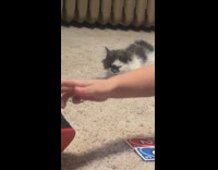 Family uno with grey cat