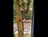 Girl mermaid tail creek park concerned ranger