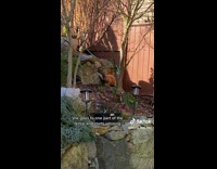 Puppy meets with friend in hole of fence 