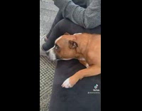 Man Stands from Couch then Dog Follows