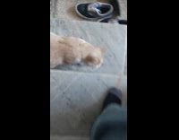 Collab Clips_MPUGC2 - Cat offers dead mouse to owner 