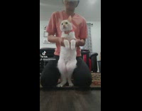 Cat dances to jiggle jiggle 