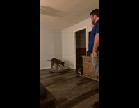 Man pretends to call vets on bad dog 