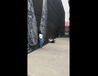 two girls white wings black wall