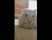 Tiny hamster on floor eating a sesame ball snack