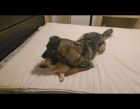 Large dog eat head of cat bed