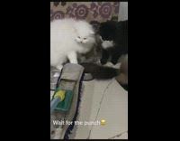 Guy tries to touch cat with mop 