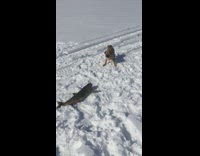 Fish on ground flops pug dog barks