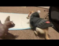 Pet dog hits head on the drum set when chased by cat