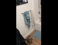 Cat freaks out nervous of hair dryer