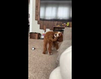Dog spins around tries to reach tail