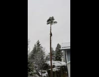 Top of tree cut down and fell down the ground