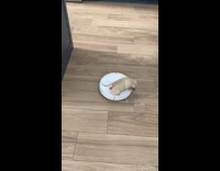 Gray pug puppy ride on Roomba floor
