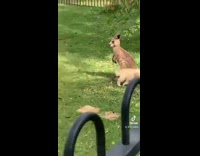 Collab BitchMP - Dog hugging baby kangaroo in backyard 