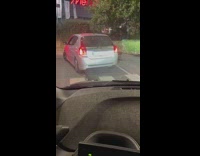Wild duck crosses the road on the pedestrian lane